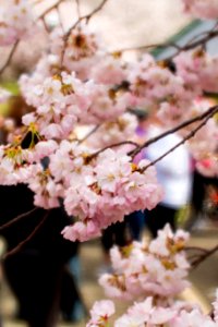 CherryBlossomDC2019-515.jpg