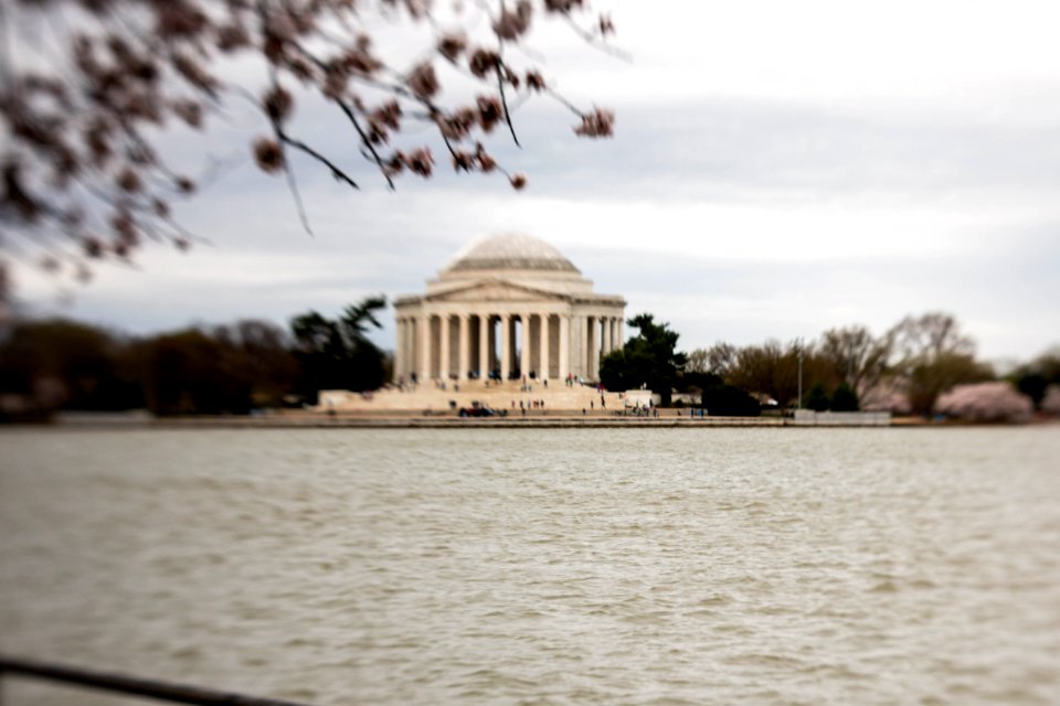 CherryBlossomDC2019-45.jpg