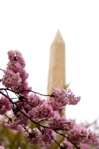 CherryBlossomDC2019-28.jpg