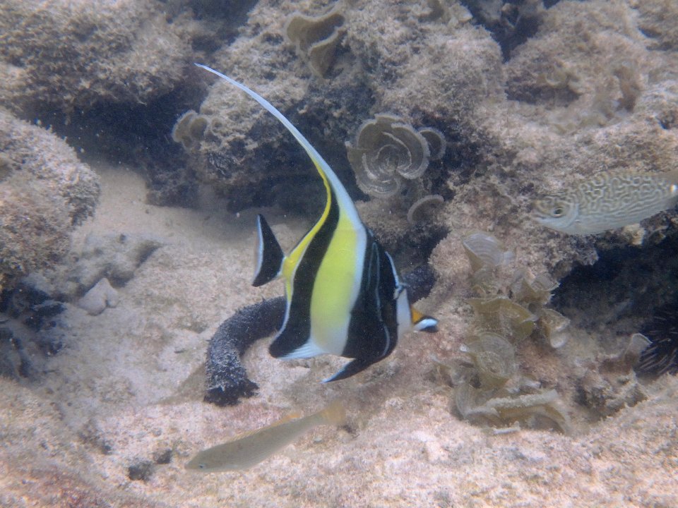 ツノダシ Moorish idol