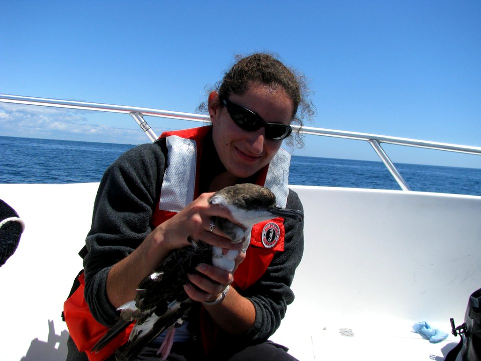 Tagging greater shearwater