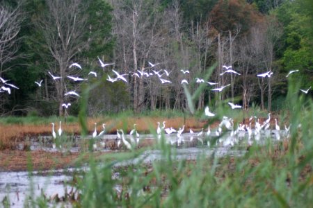 Egrets photo
