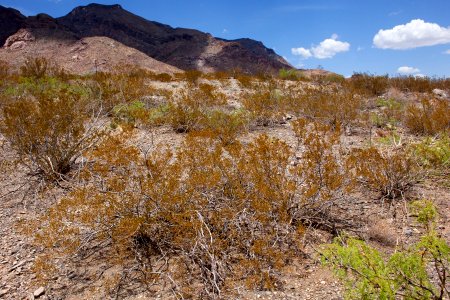 East bajada of Bennett Mountain