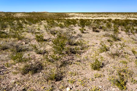Near Mule Springs Creek