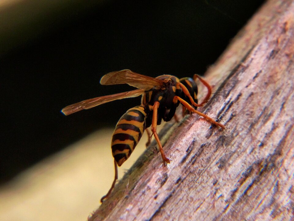 Close up sting yellow