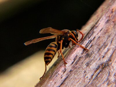 Close up sting yellow