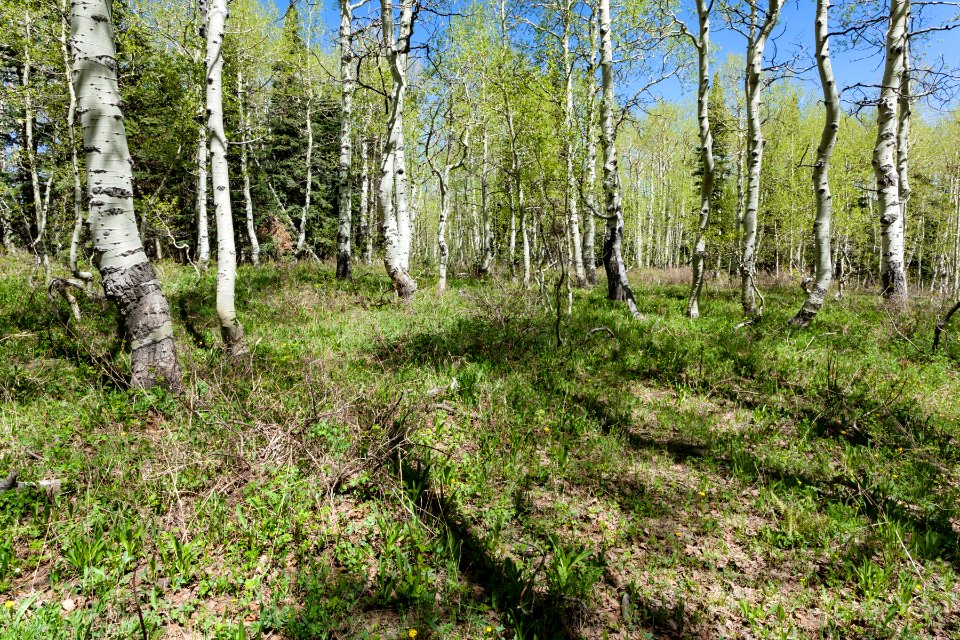 Uncompahgre Divide