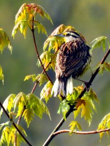 Eastern Meadowlark