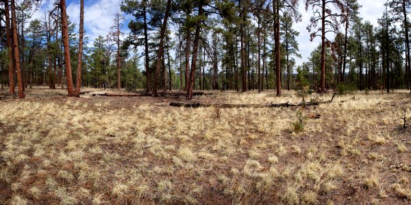Ridgetop on the south side of Turkey Run
