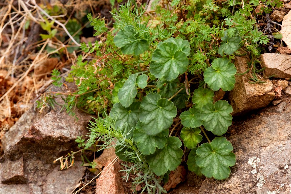 Heuchera soltisii