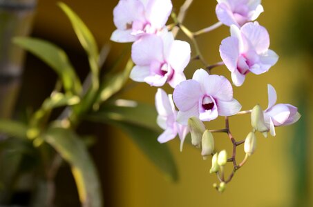 Spring flowers lilac orchid