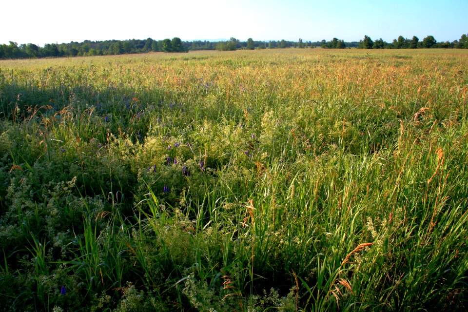 Missisquoi NWR Grassland