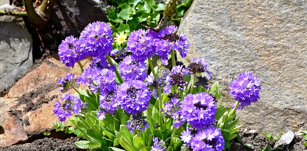 Drumstick purple nature
