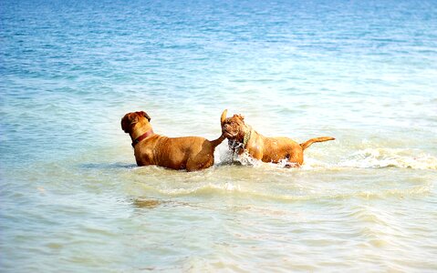 Dogue water muddy