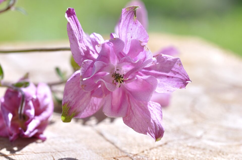 Blossom bloom pink