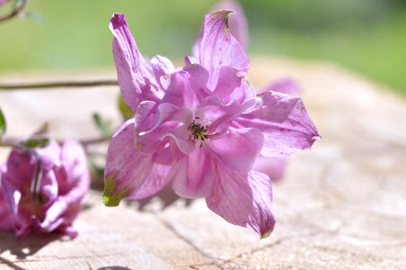 Blossom bloom pink photo