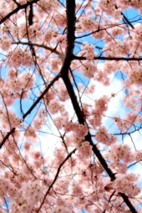 CherryBlossomDC2019-537.jpg
