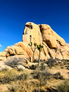 Joshua Tree-1