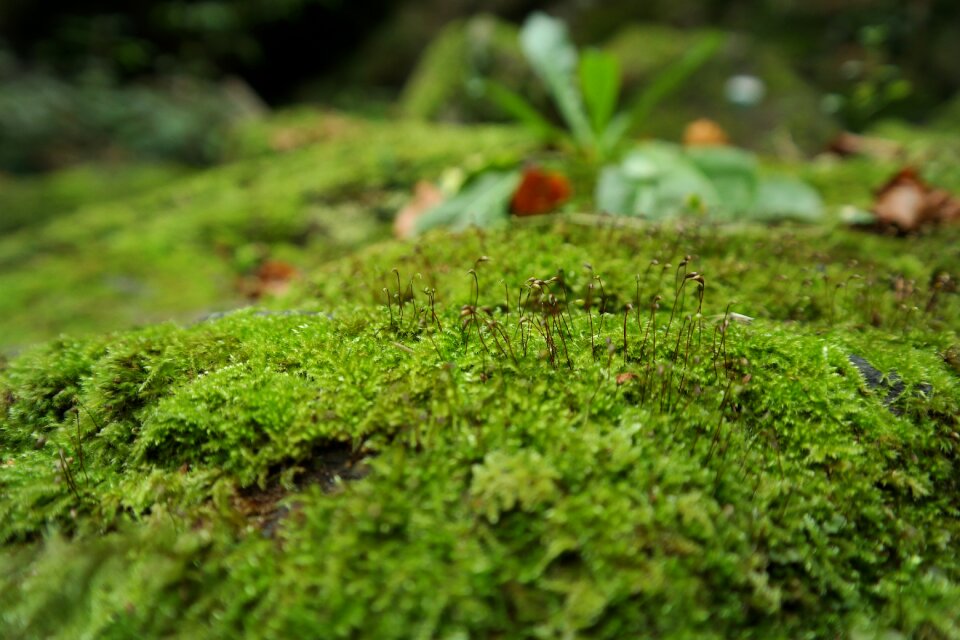 Nature green macro