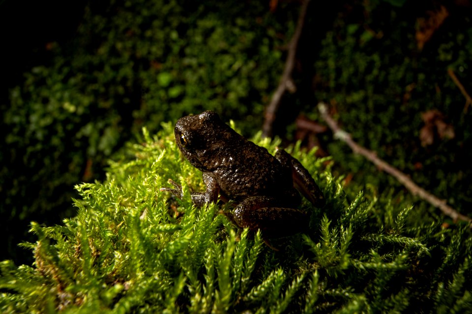 Rocky Mountain Tailed Frog (Ascaphus montanus)