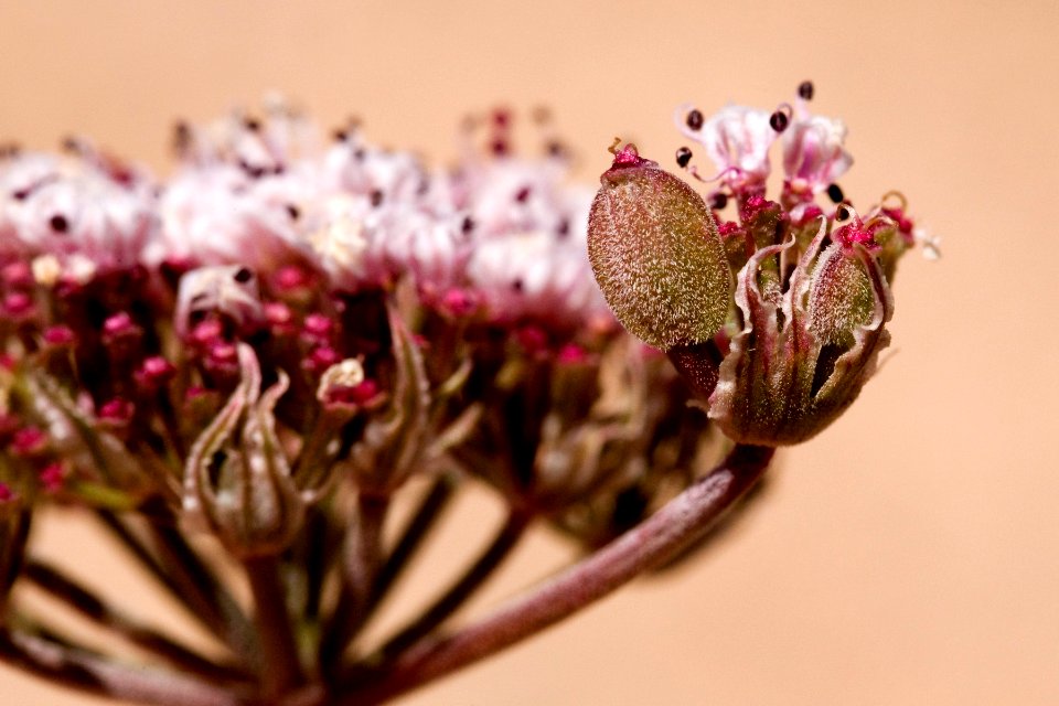 Lomatium nevadense var. nevadense