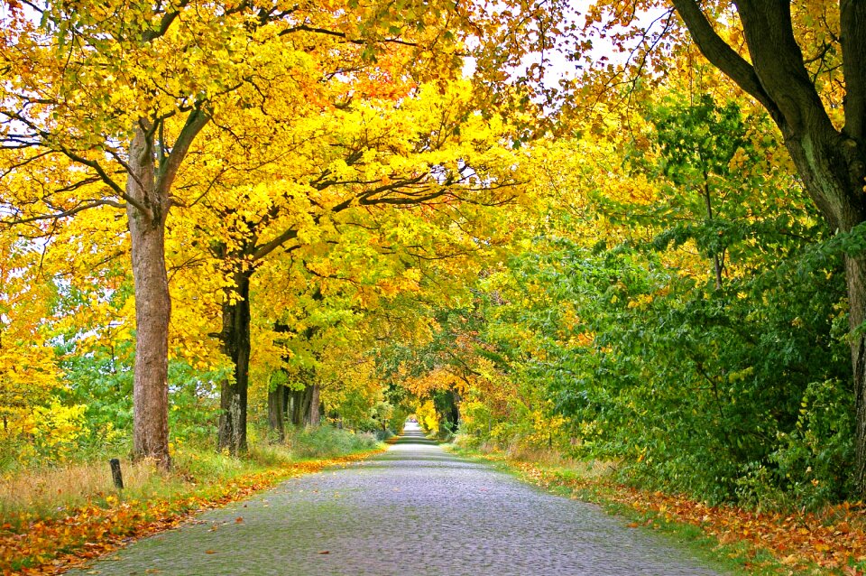 Away road tree lined avenue