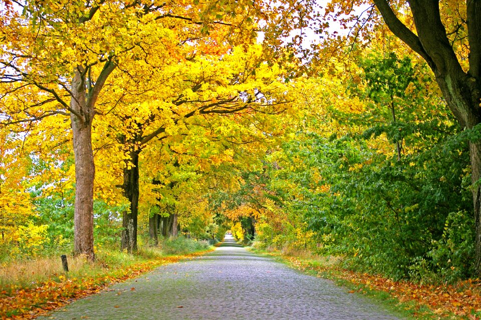 Away road tree lined avenue photo