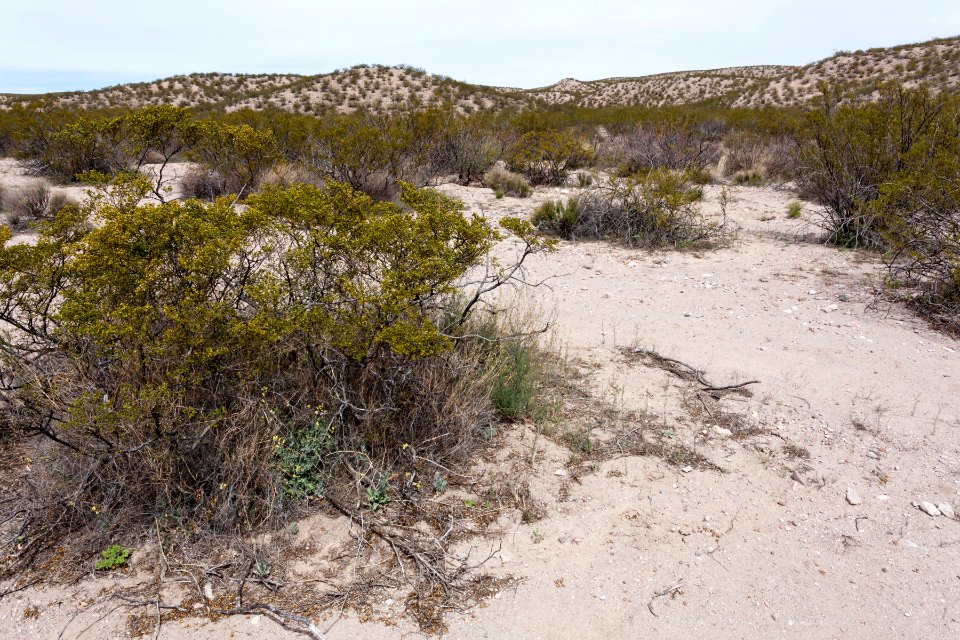West-northwest of Radium Springs