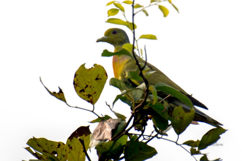 orange breasted green pigeon
