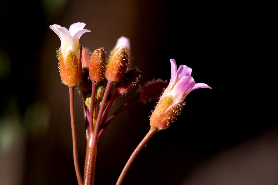 Boechera perennans