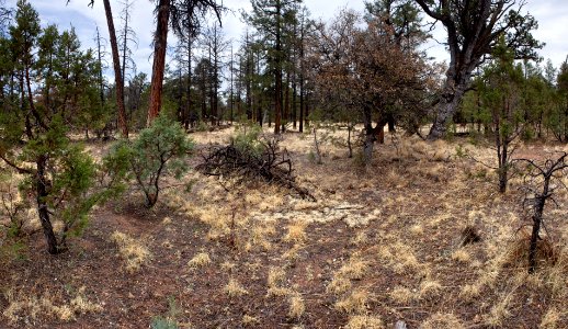 Ridgetop on the south side of Turkey Run