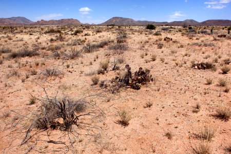 North side of NM Hwy. 80 on the west side of the Peloncillo Mountains
