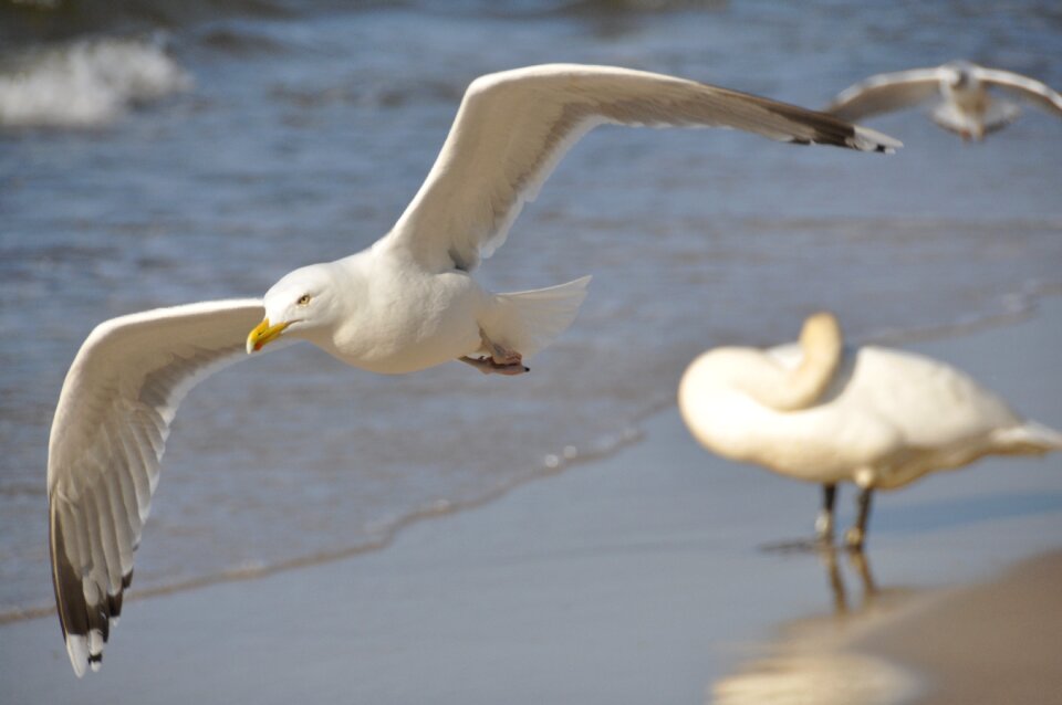 Sea flight nature