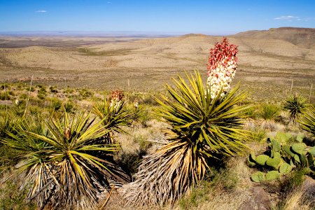 Yucca treculeana
