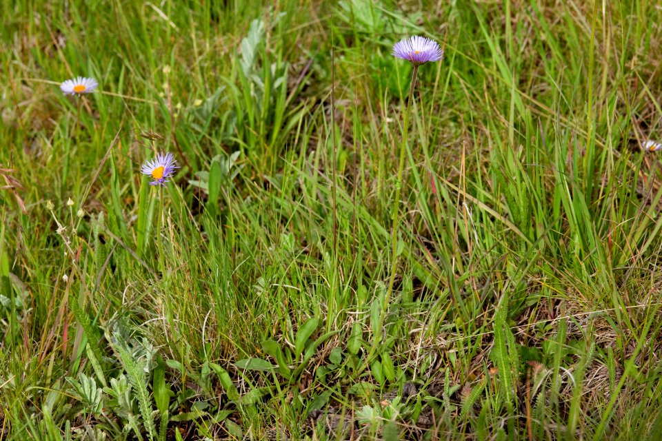 Erigeron formosissimus