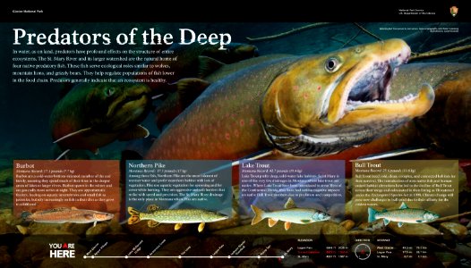Predators of the Deep