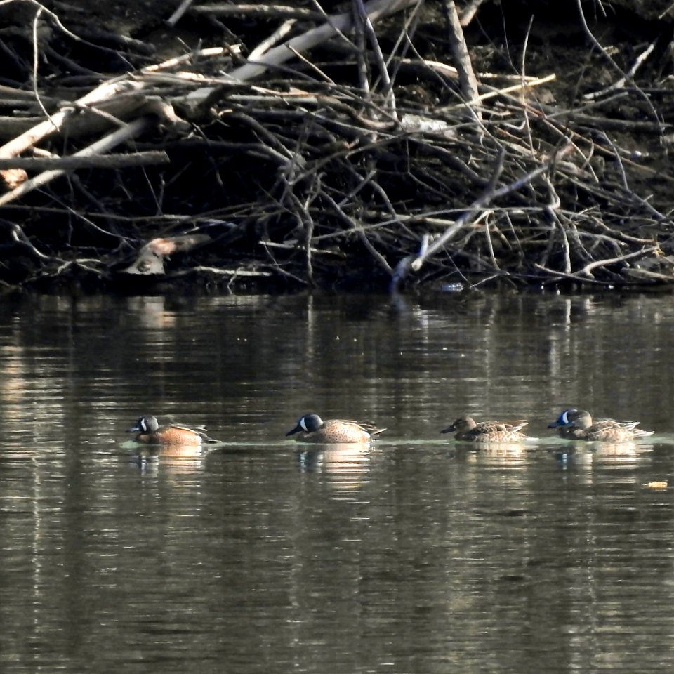 Blue-winged Teal at Ohio River Islands National Wildlife Refuge
