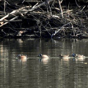 Blue-winged Teal at Ohio River Islands National Wildlife Refuge