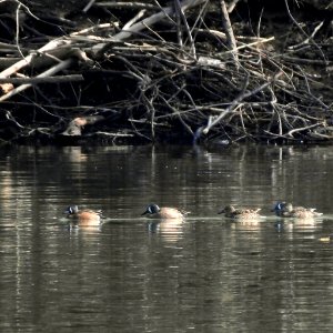 Blue-winged Teal at Ohio River Islands National Wildlife Refuge photo