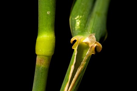 Phalaris arundinacea