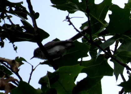 Blue-gray Gnatcatcher / Polioptila caerulea