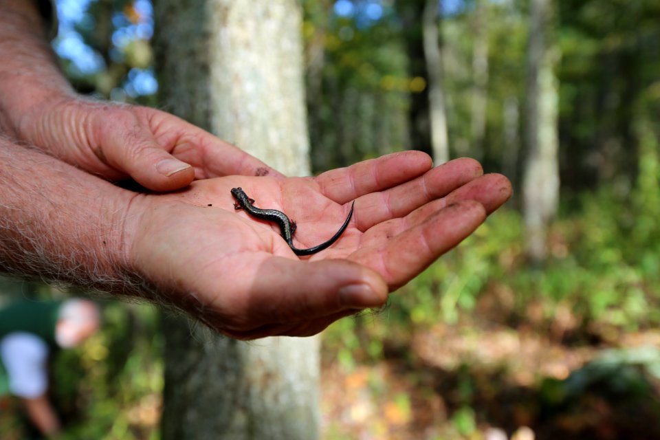Holding the salamander