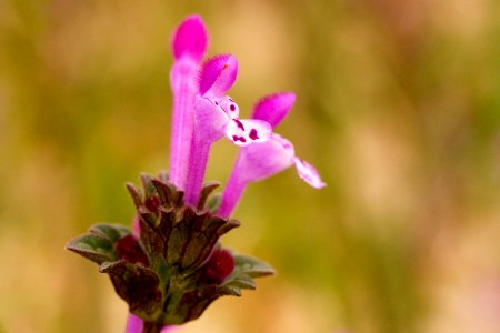 Lamium amplexicaule