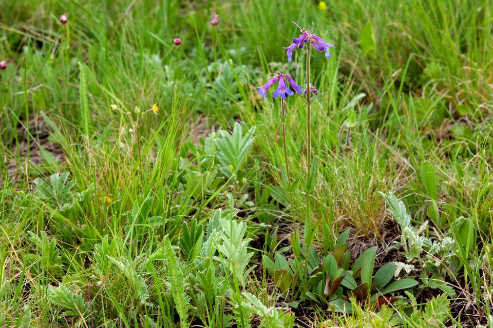 Penstemon oliganthus