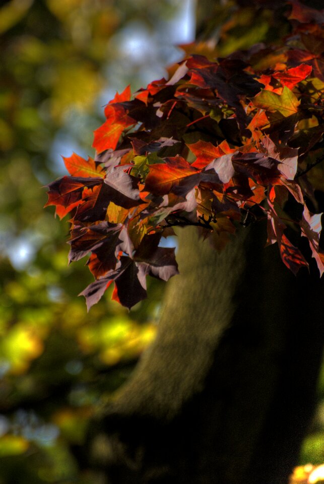 Nature colored tree