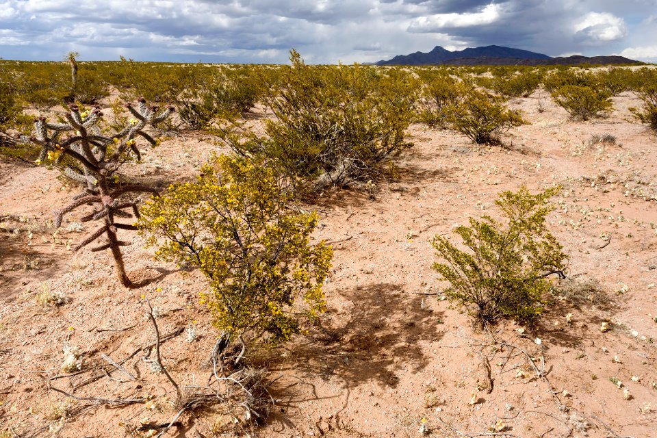 Near Goat Ridge