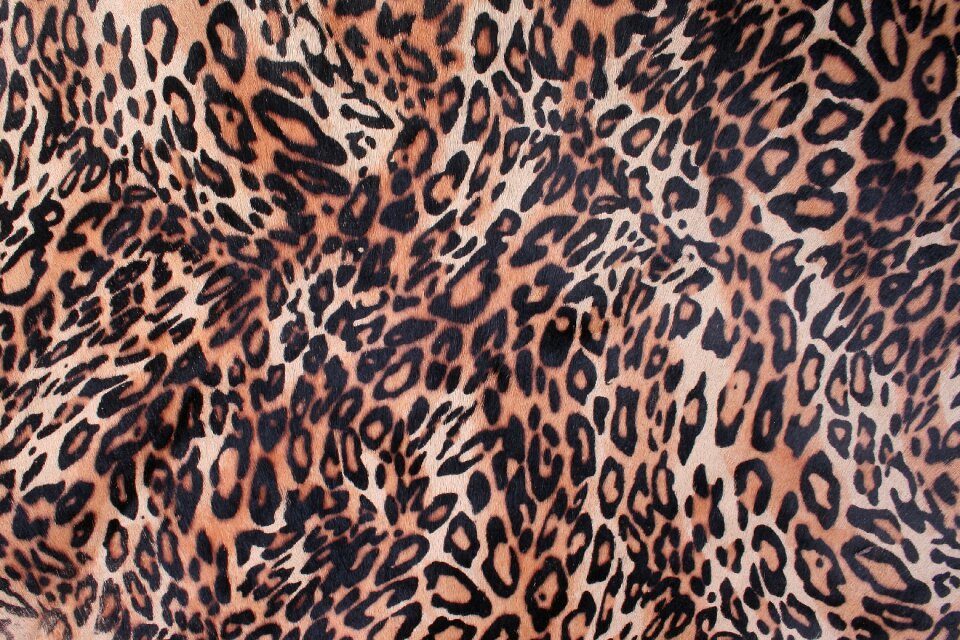 Leather texture texture animal