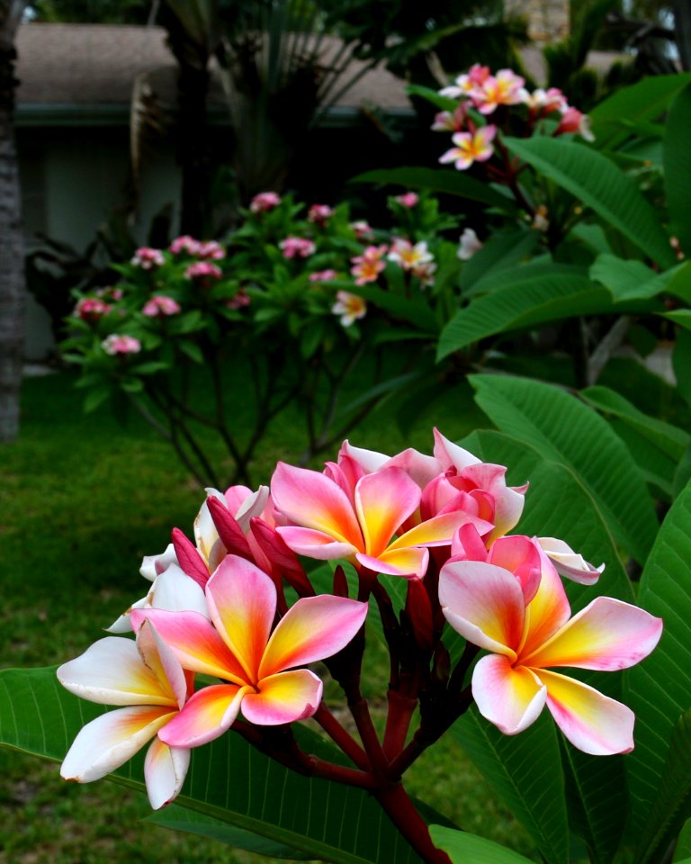 Plumeria Trees Front Yard