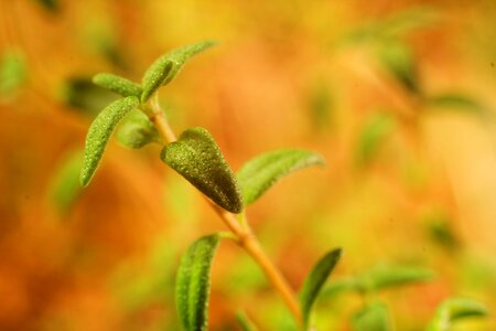 Fresh leaf organic