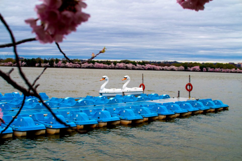 CherryBlossomDC2019-3.jpg